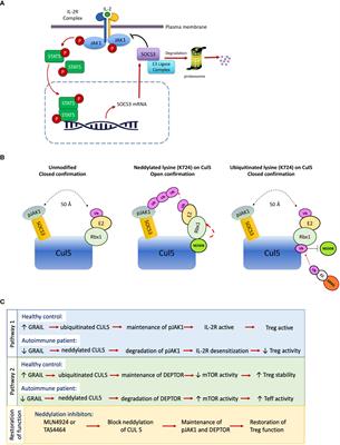 How GRAIL controls Treg function to maintain self-tolerance